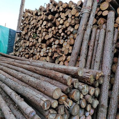 杉木木材销售公司 顶支撑杆